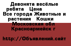 Девонята весёлые ребята › Цена ­ 25 000 - Все города Животные и растения » Кошки   . Московская обл.,Красноармейск г.